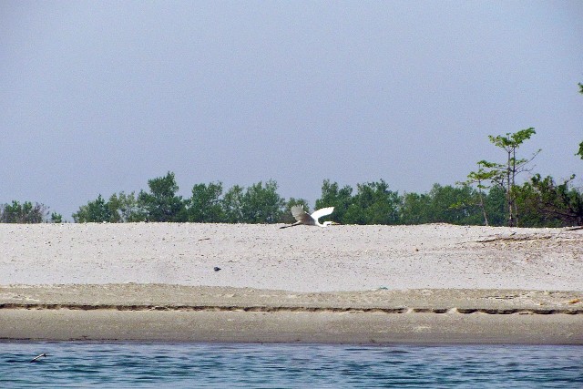 Bird flight Karnali River
